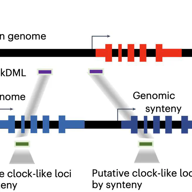 Tracking single cell evolution via clock-like chromatin accessibility