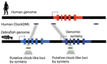 Tracking single cell evolution via clock-like chromatin accessibility